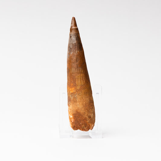 Large Spinosaurus sp. Tooth