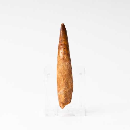 Large Spinosaurus sp. Tooth