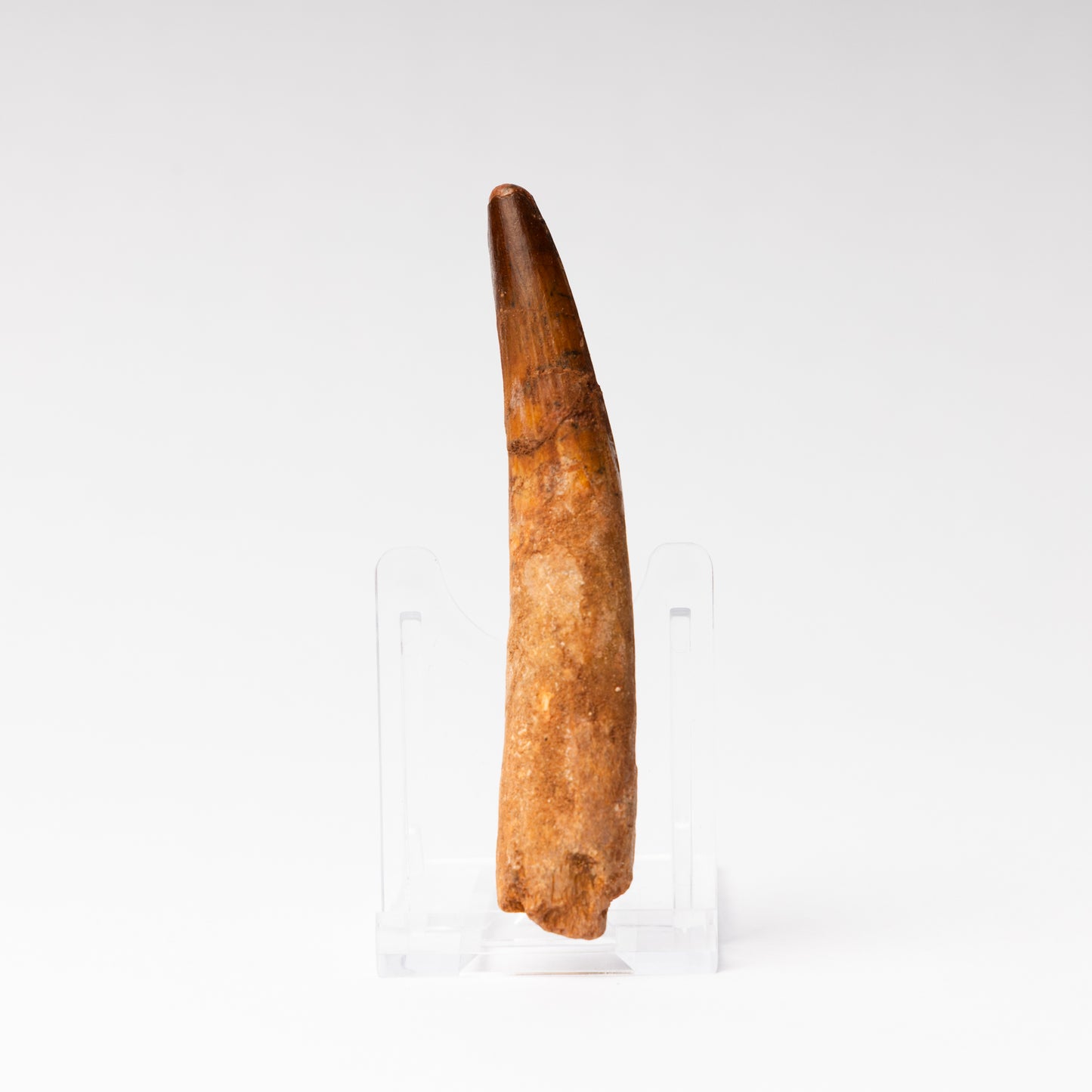 Large Spinosaurus sp. Tooth