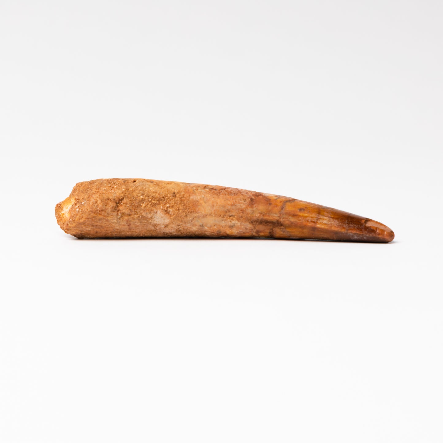 Large Spinosaurus sp. Tooth