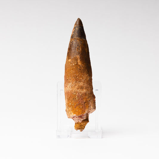 Large Spinosaurus sp. Tooth