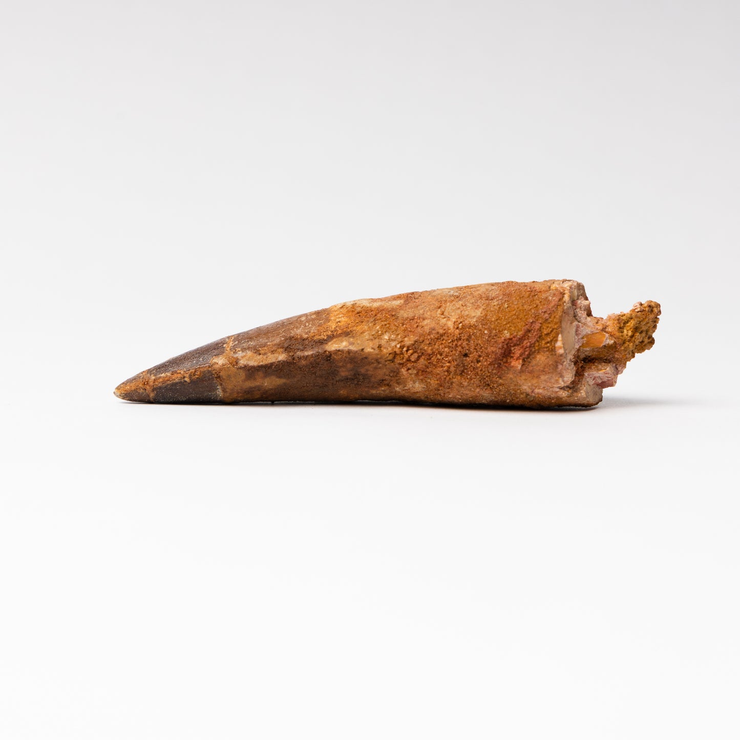 Large Spinosaurus sp. Tooth