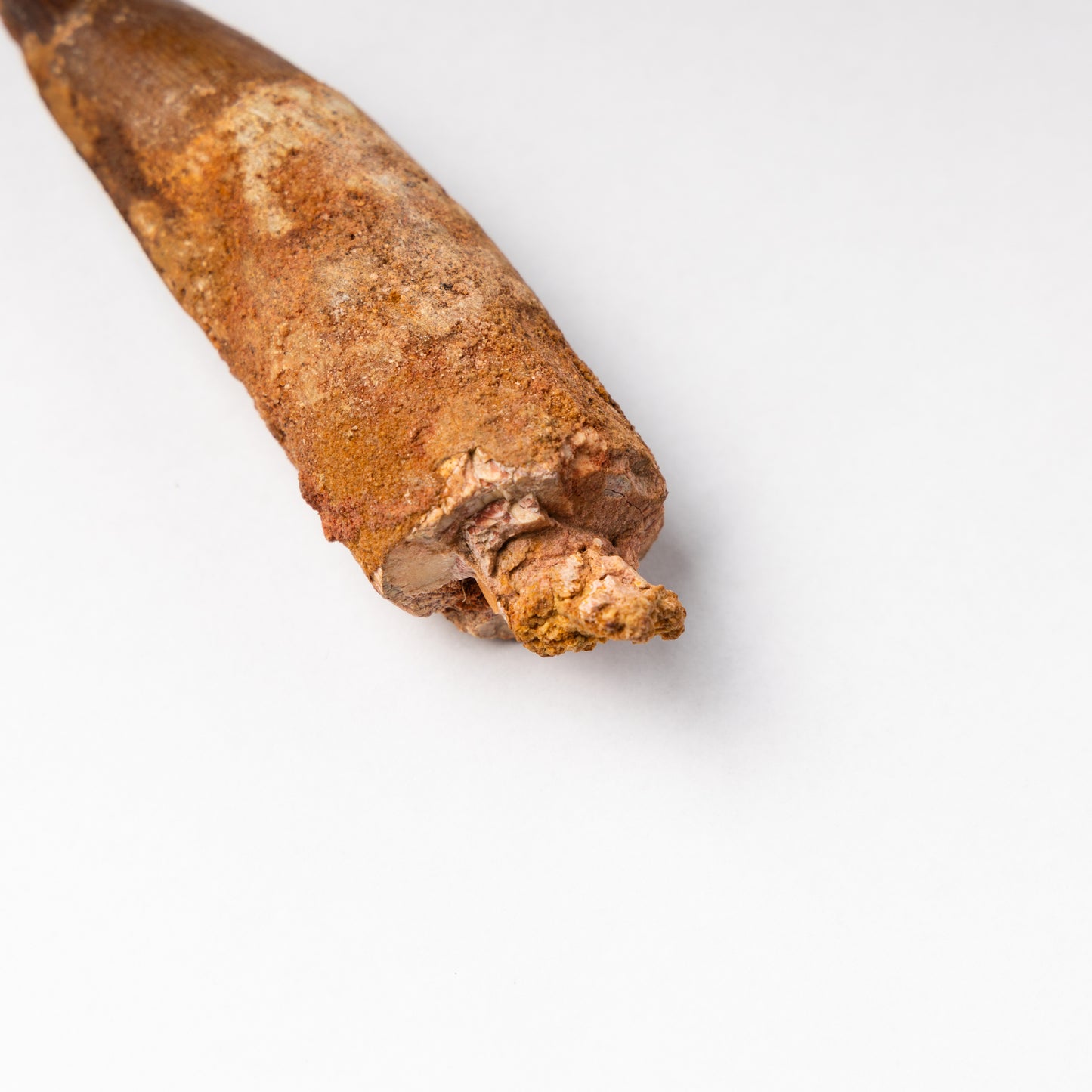 Large Spinosaurus sp. Tooth