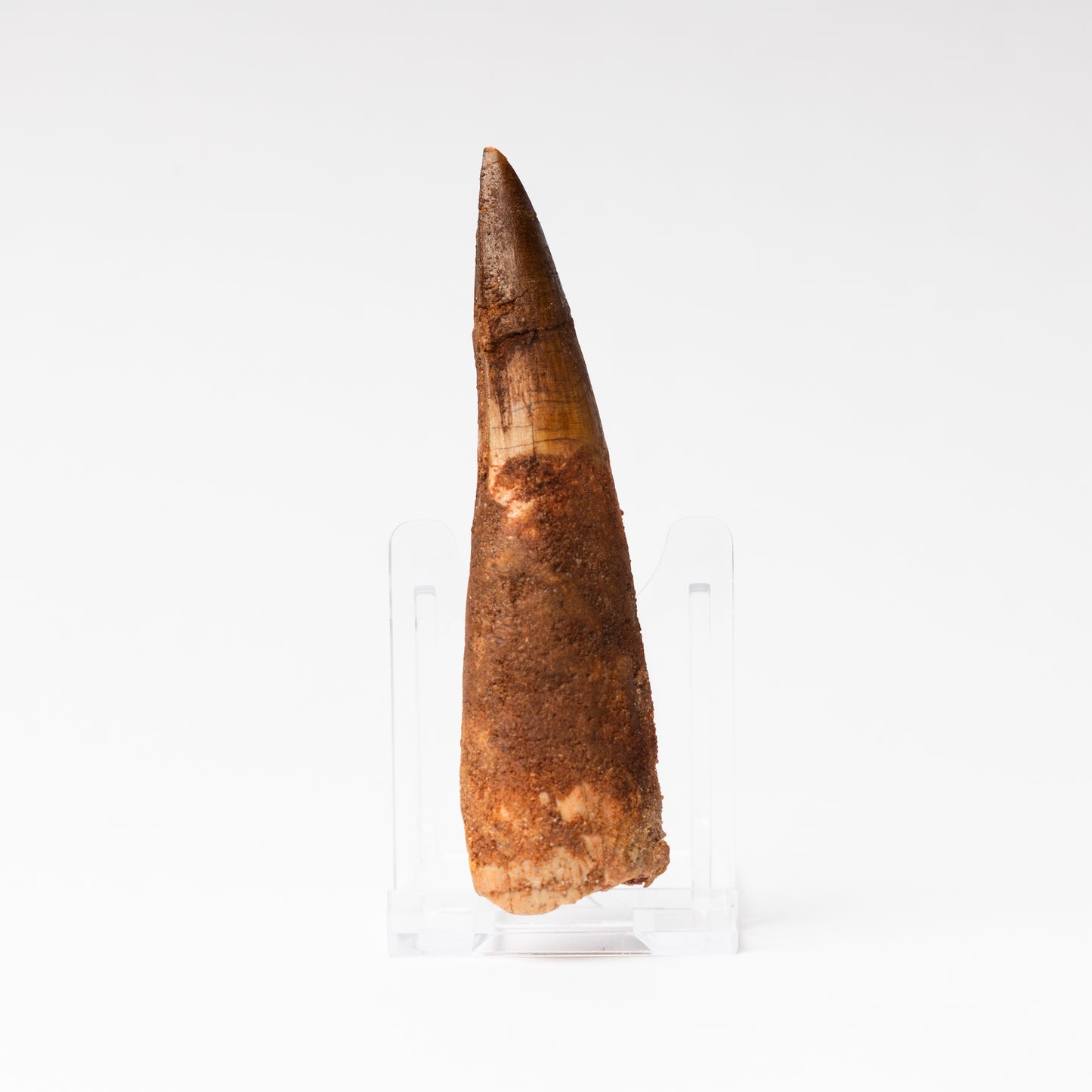Large Spinosaurus sp. Tooth