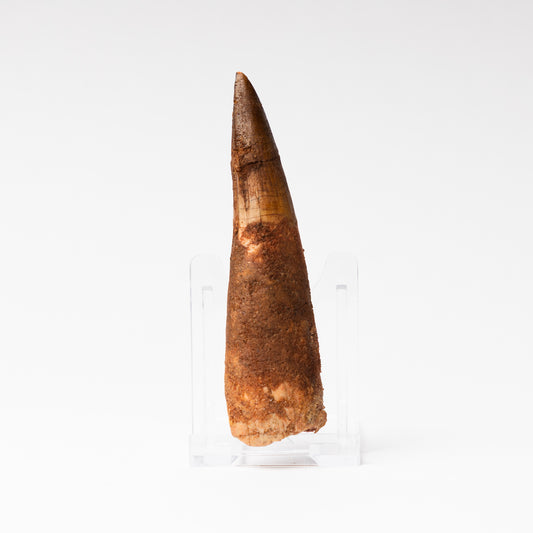 Large Spinosaurus sp. Tooth