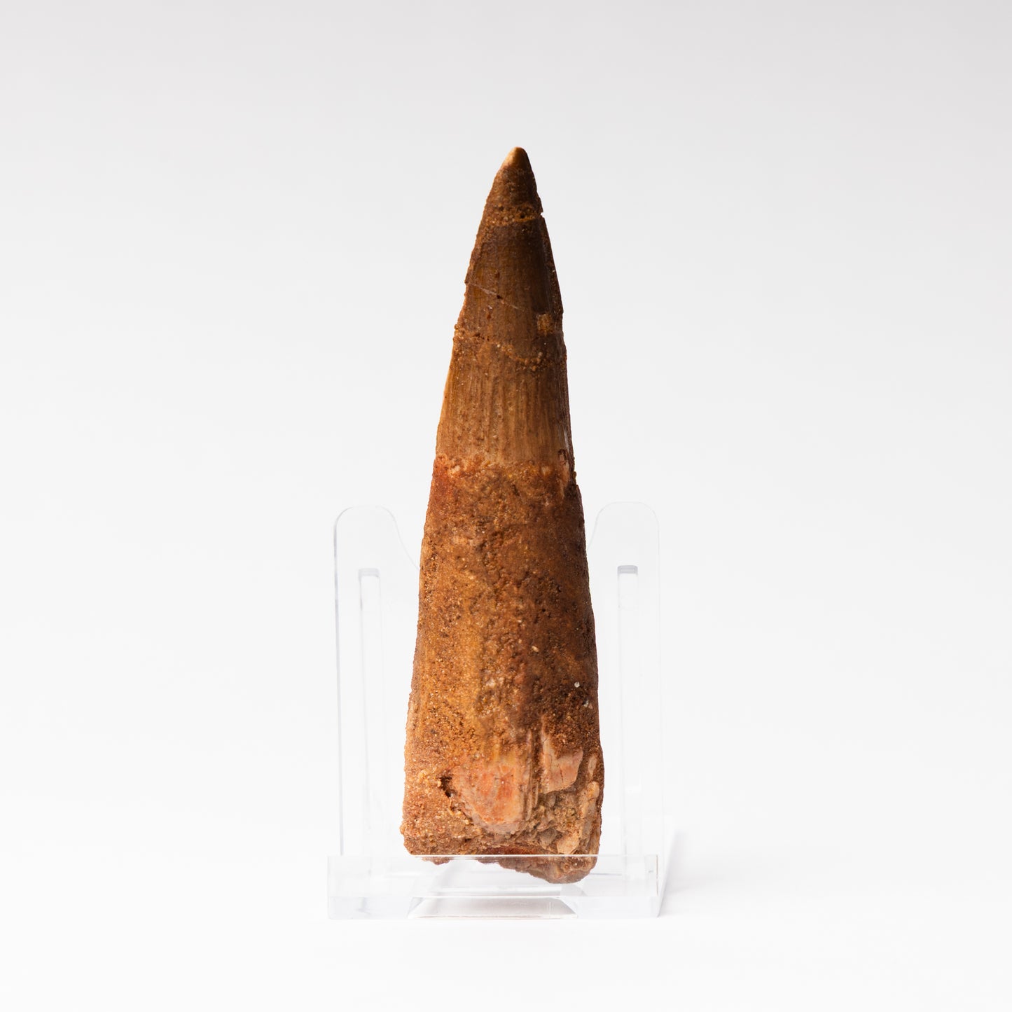 Large Spinosaurus sp. Tooth