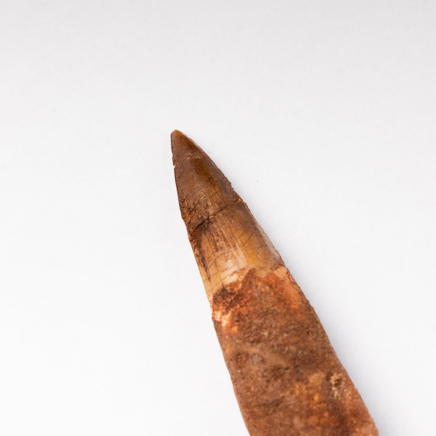 Large Spinosaurus sp. Tooth