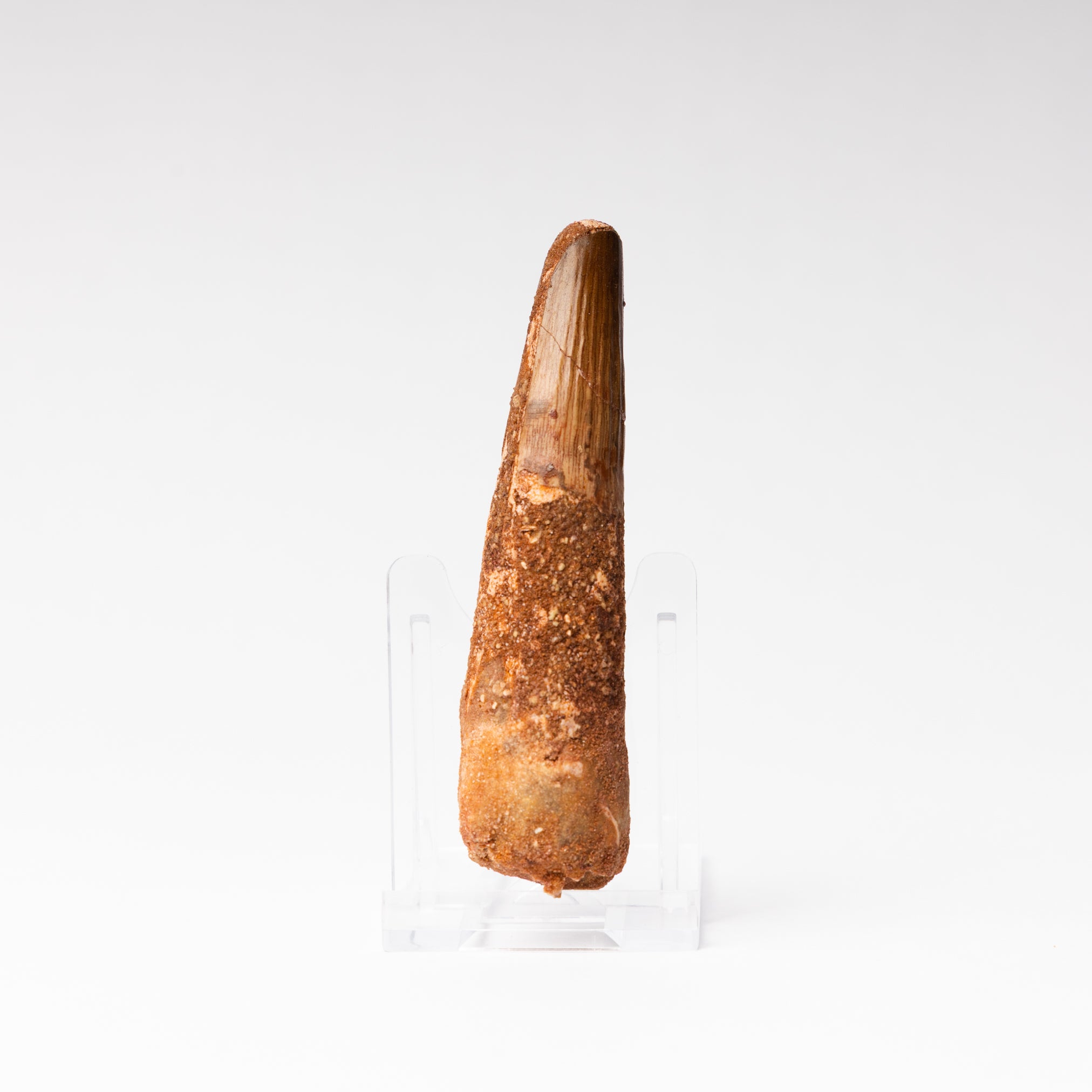 Large Spinosaurus sp. Tooth – The Fossil Shop
