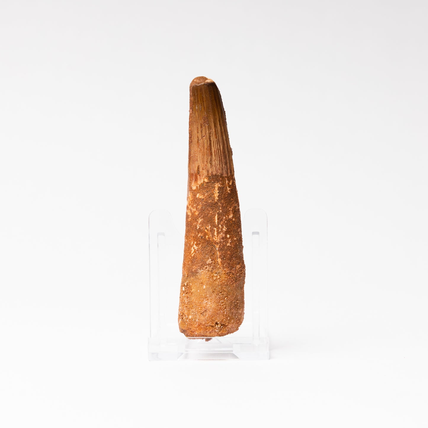 Large Spinosaurus sp. Tooth