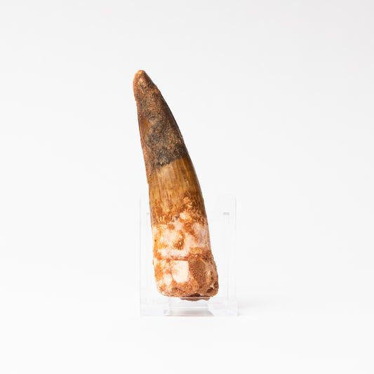 Large Spinosaurus sp. Tooth