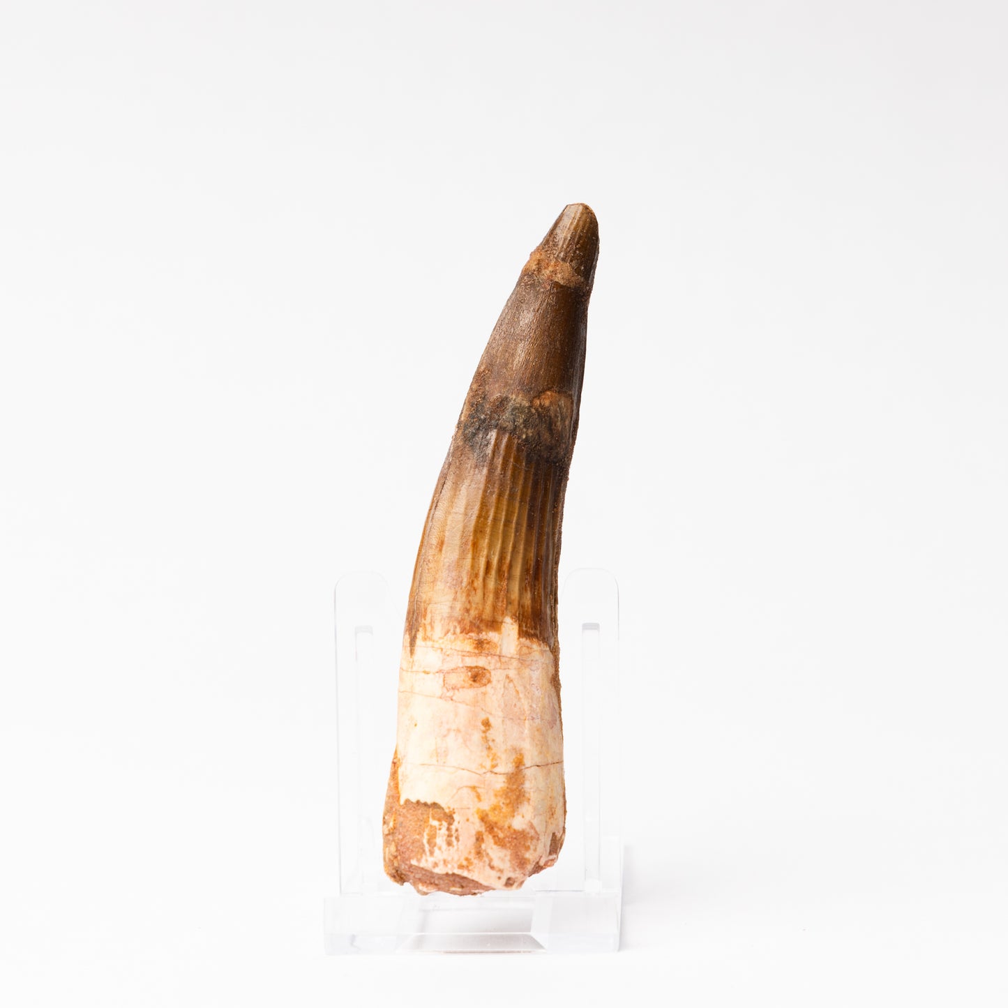 Large Spinosaurus sp. Tooth