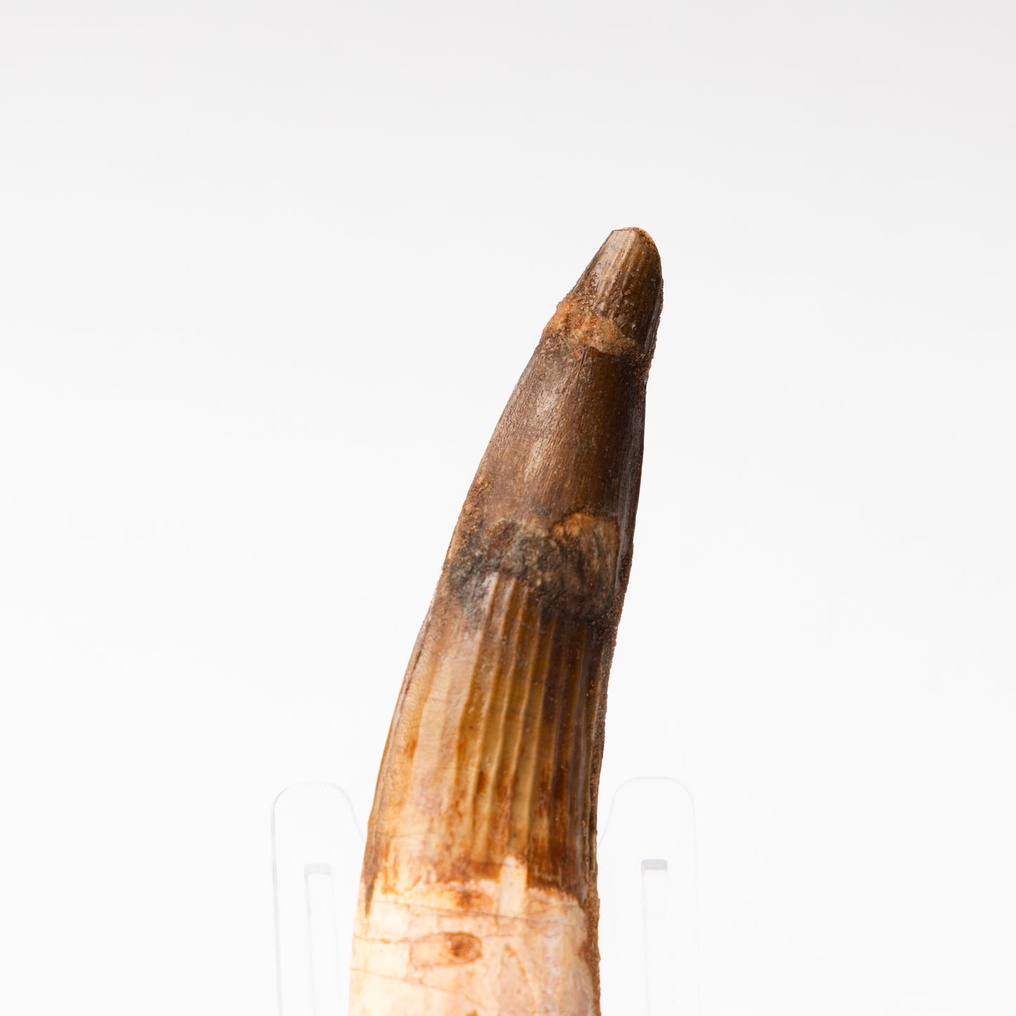 Large Spinosaurus sp. Tooth