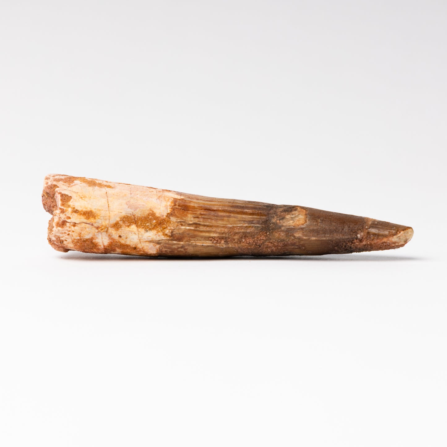Large Spinosaurus sp. Tooth
