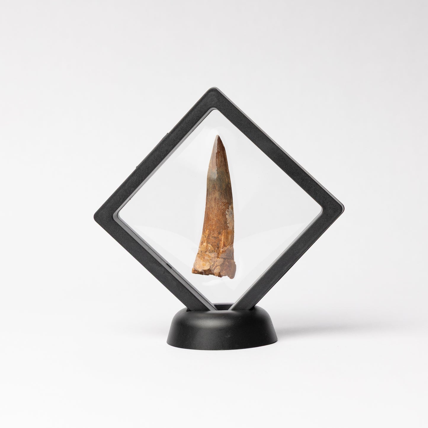 Spinosaurus sp. Tooth