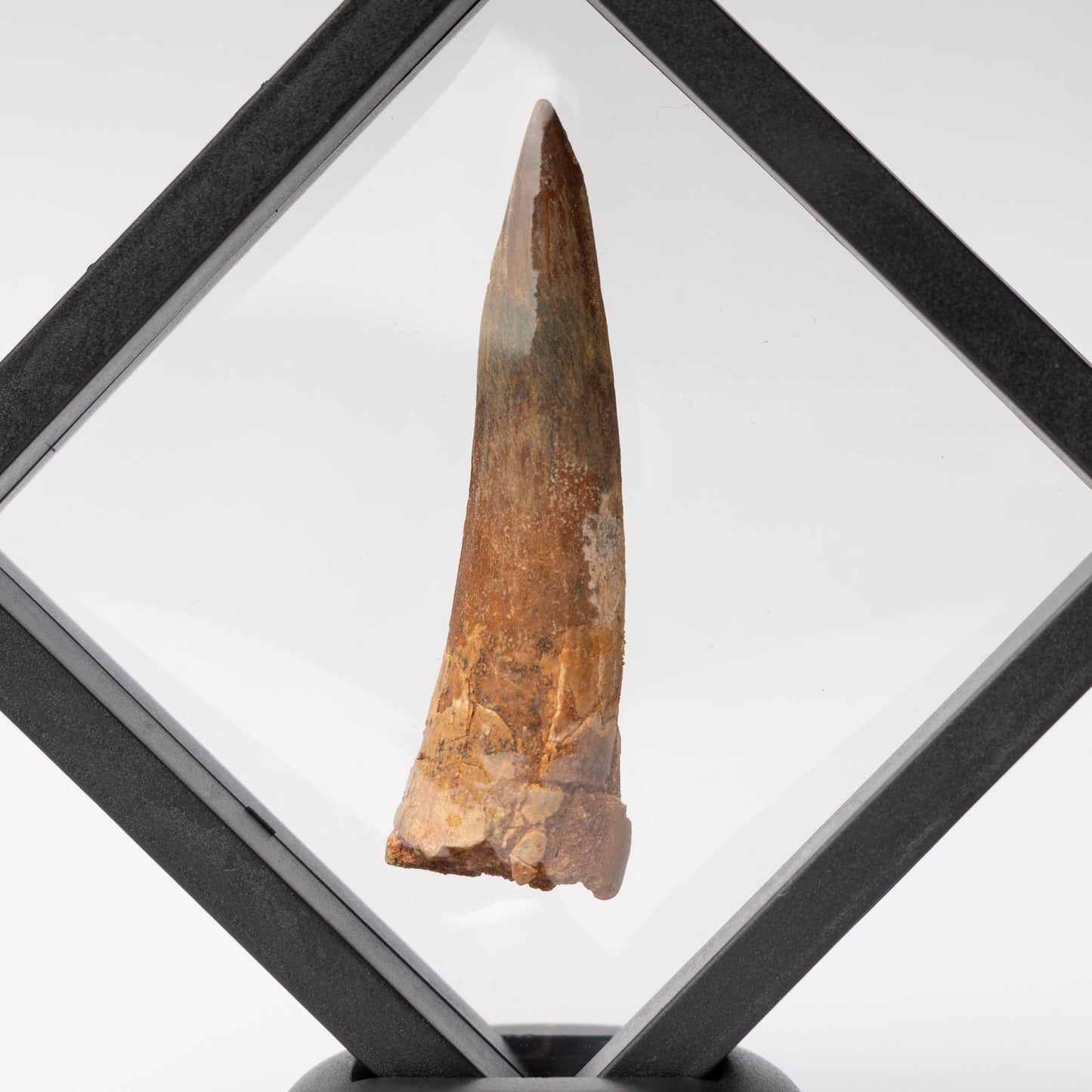 Spinosaurus sp. Tooth