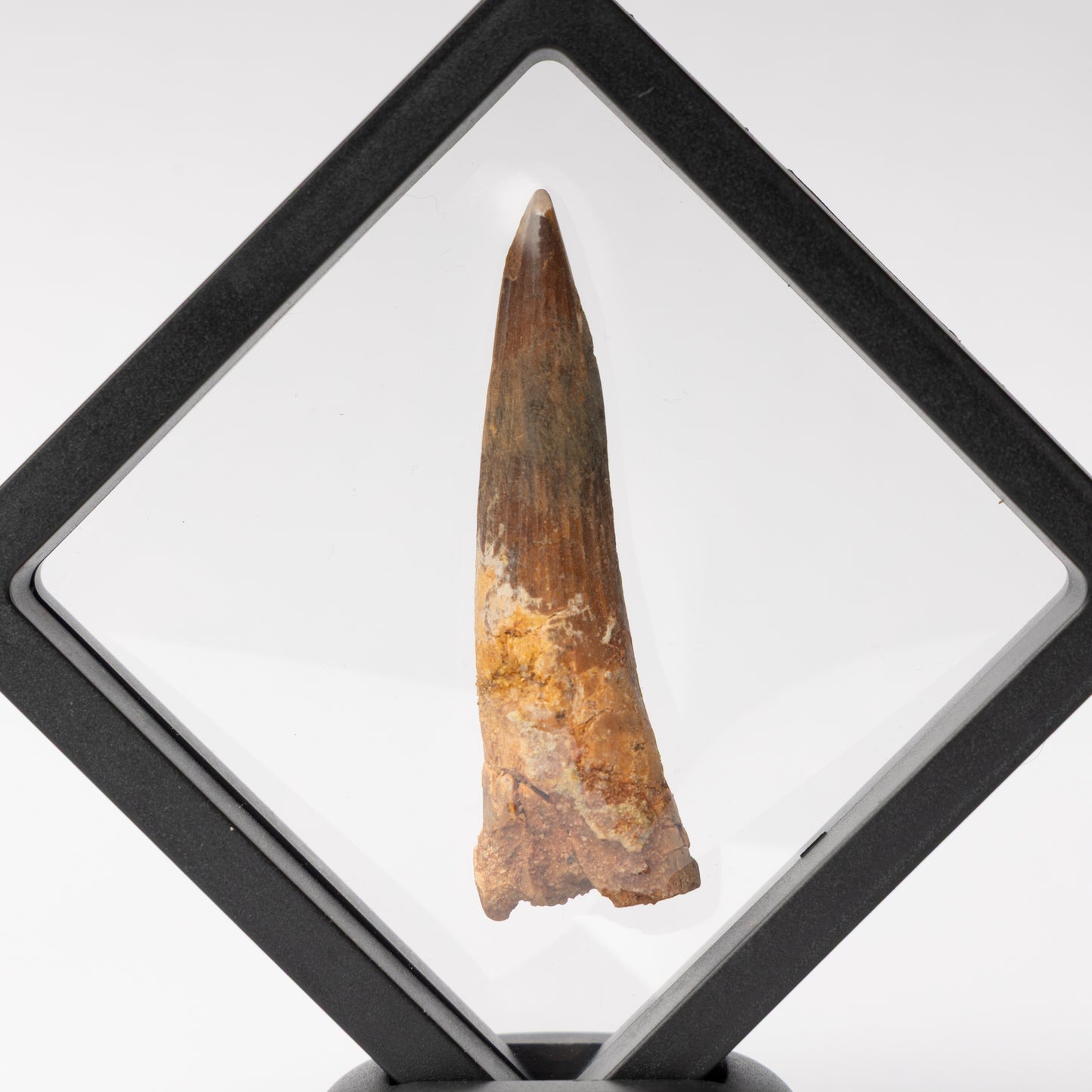 Spinosaurus sp. Tooth