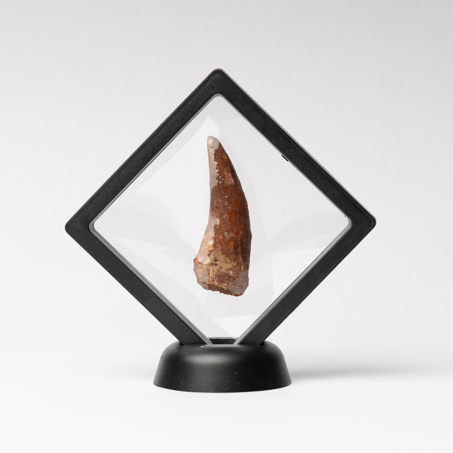 Spinosaurus sp. Tooth