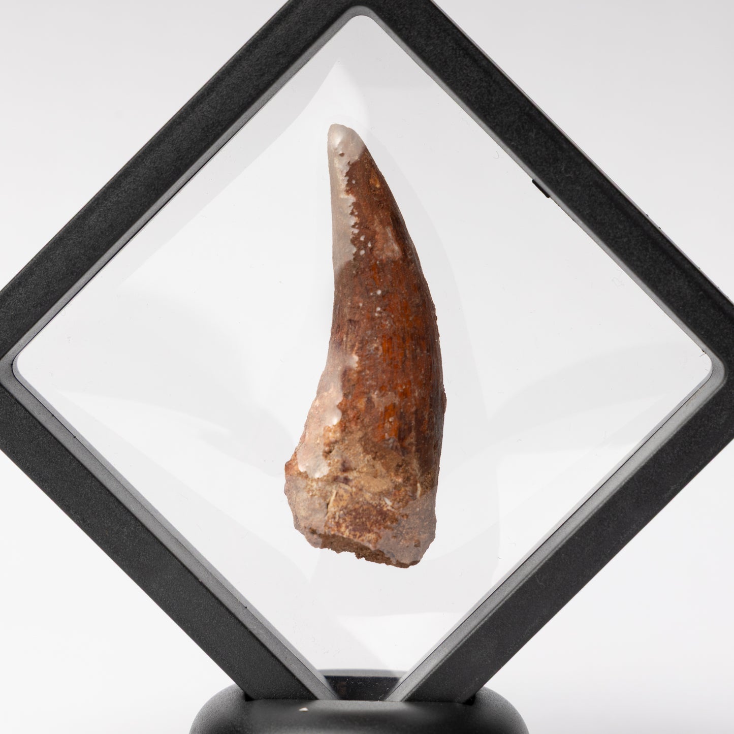 Spinosaurus sp. Tooth