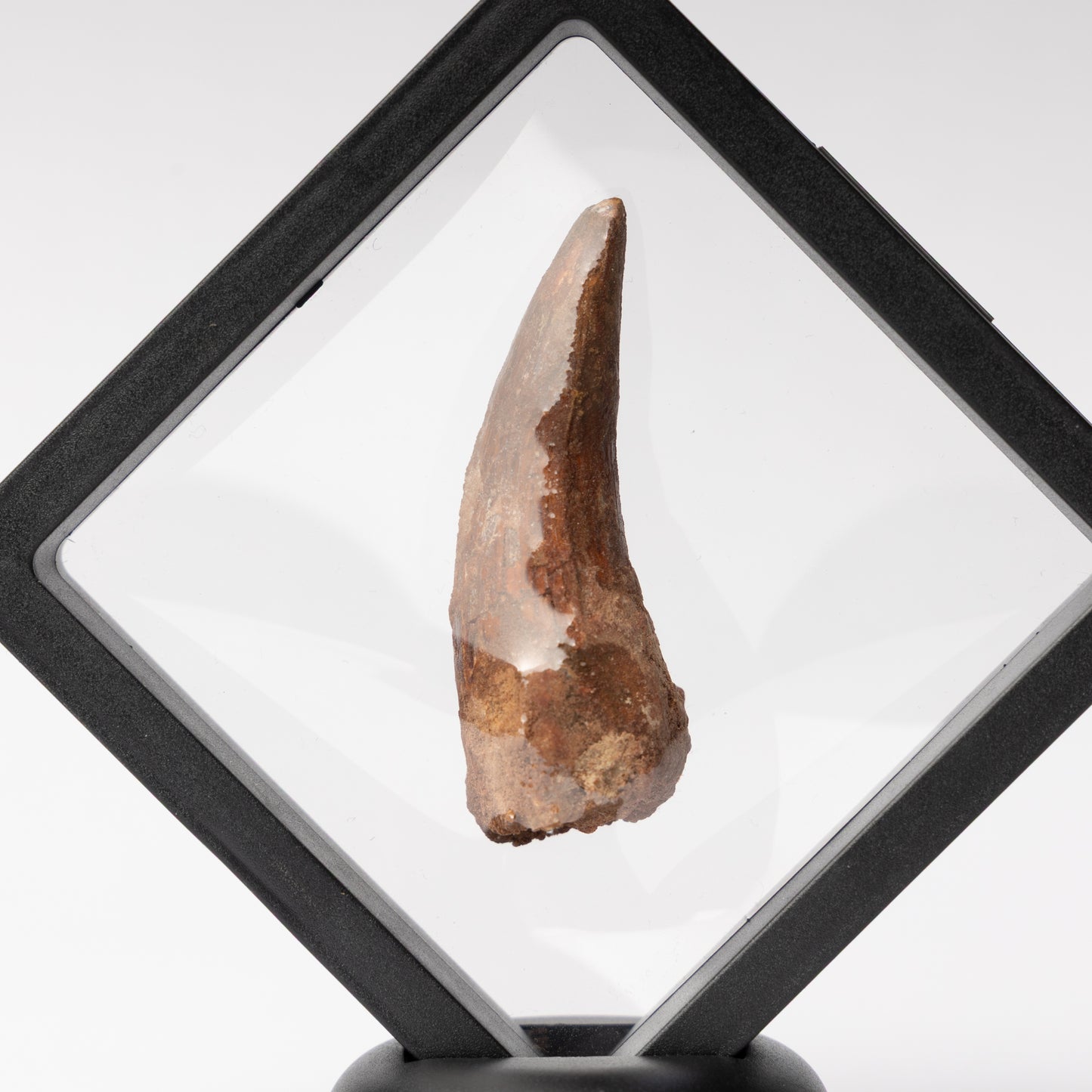 Spinosaurus sp. Tooth