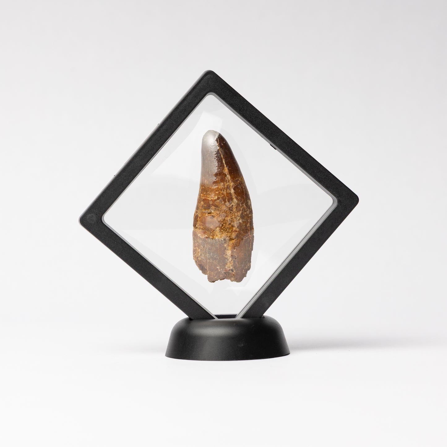 Spinosaurus sp. Tooth