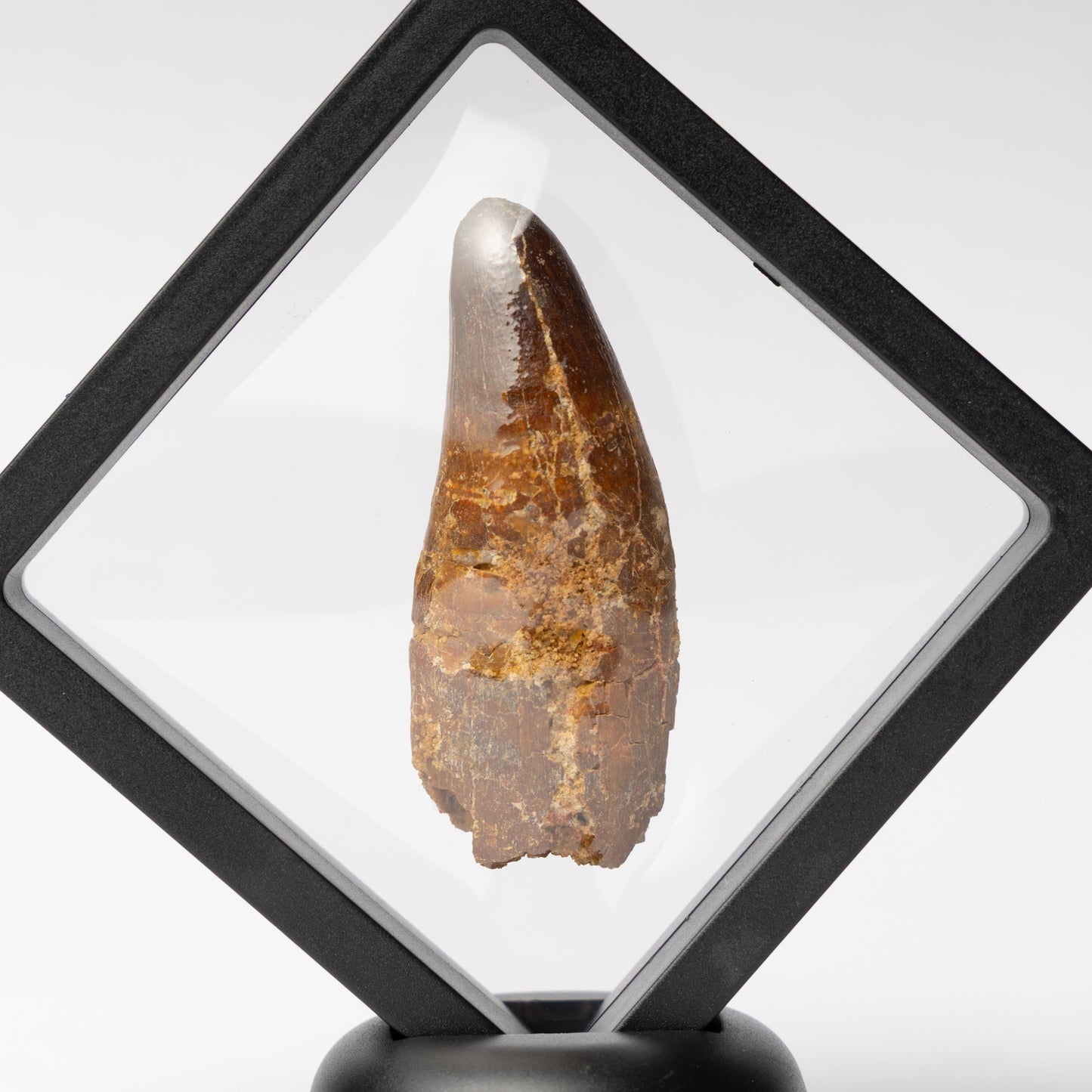 Spinosaurus sp. Tooth