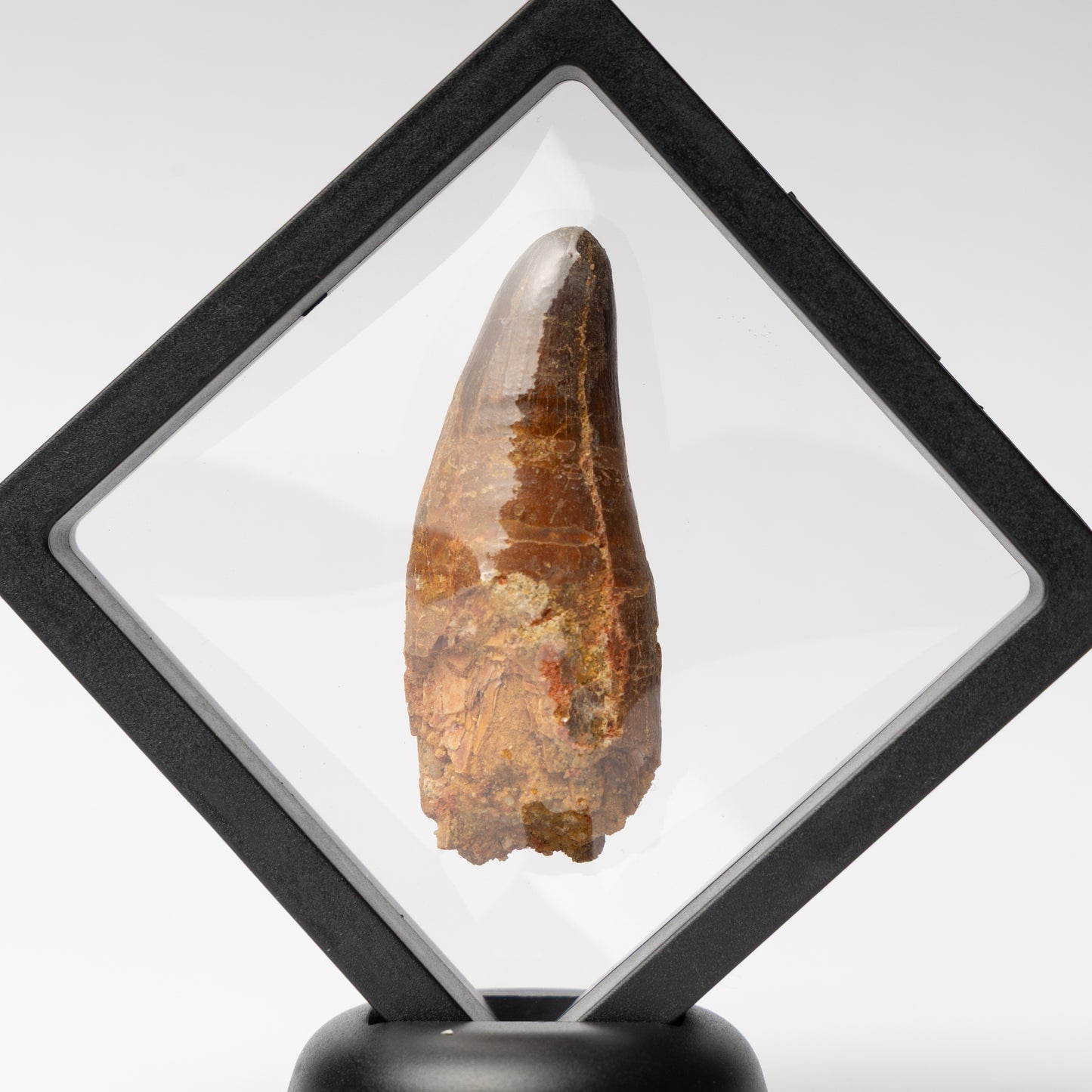 Spinosaurus sp. Tooth