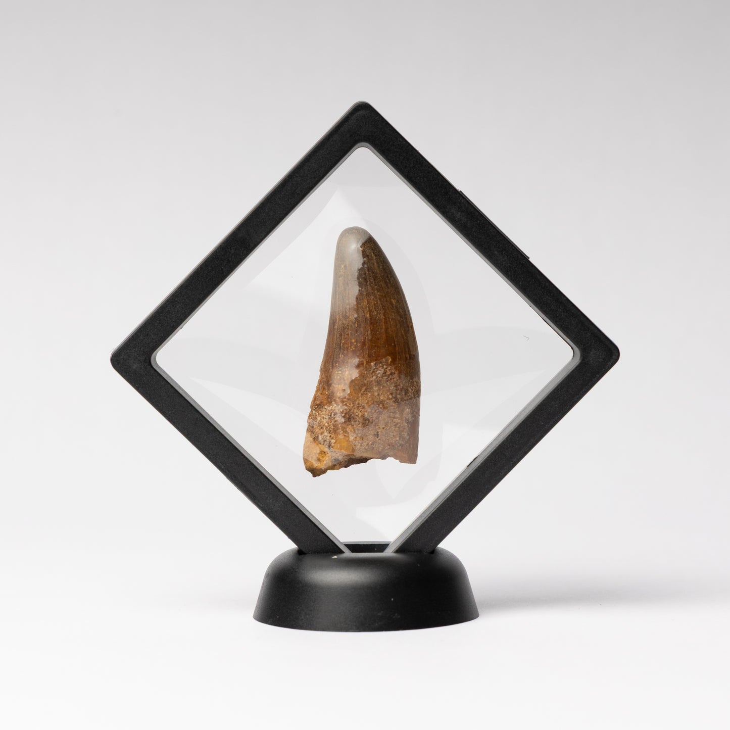 Spinosaurus sp. Tooth