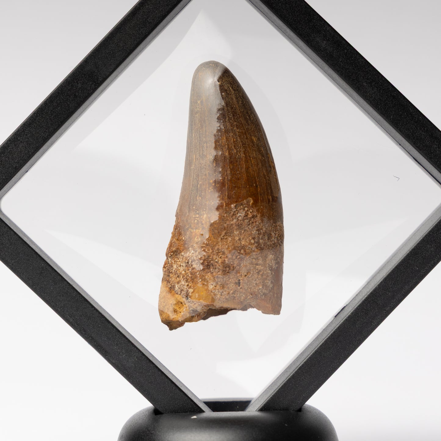 Spinosaurus sp. Tooth