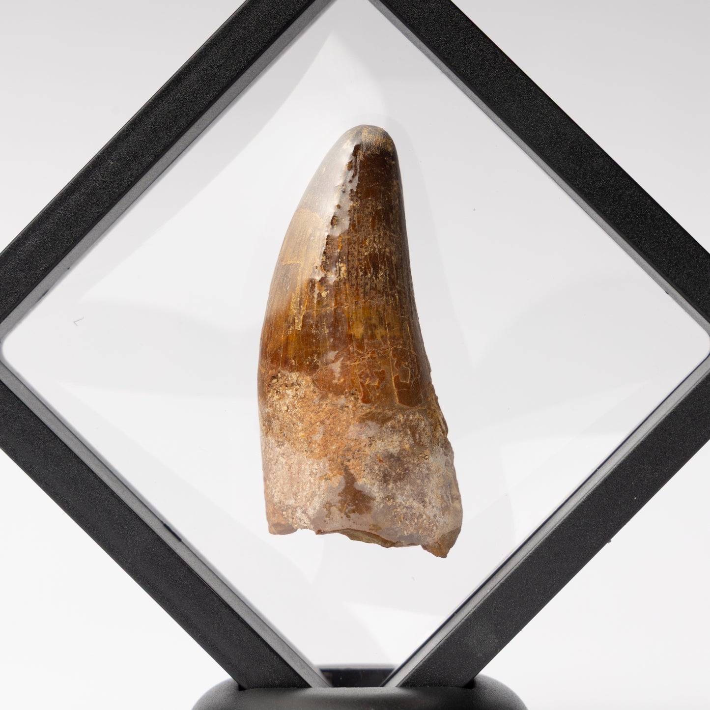 Spinosaurus sp. Tooth