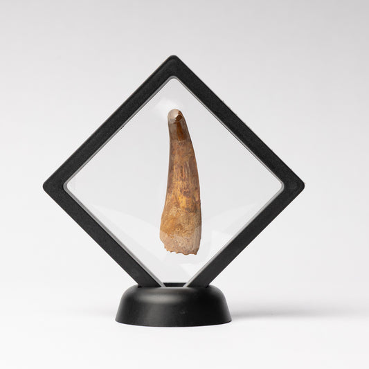 Spinosaurus sp. Tooth