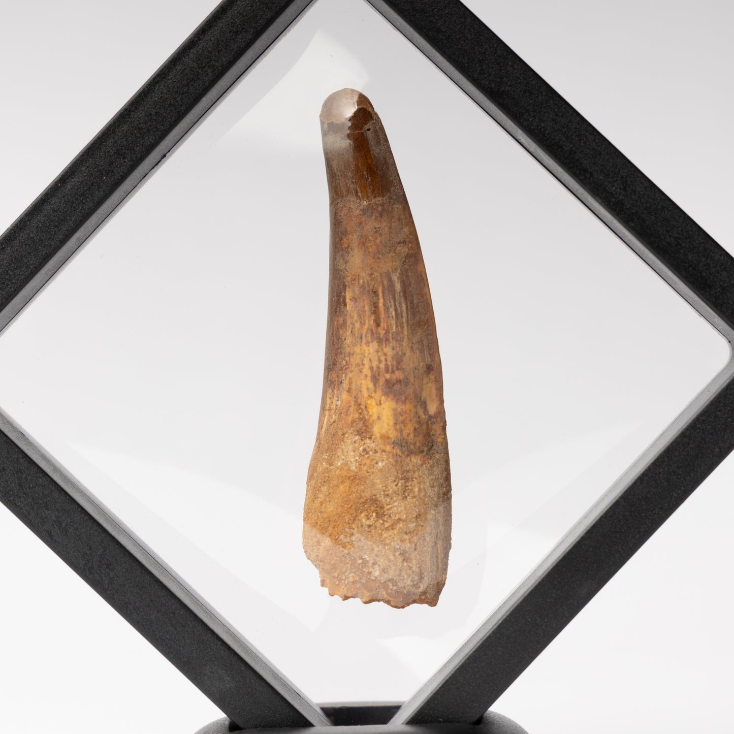Spinosaurus sp. Tooth