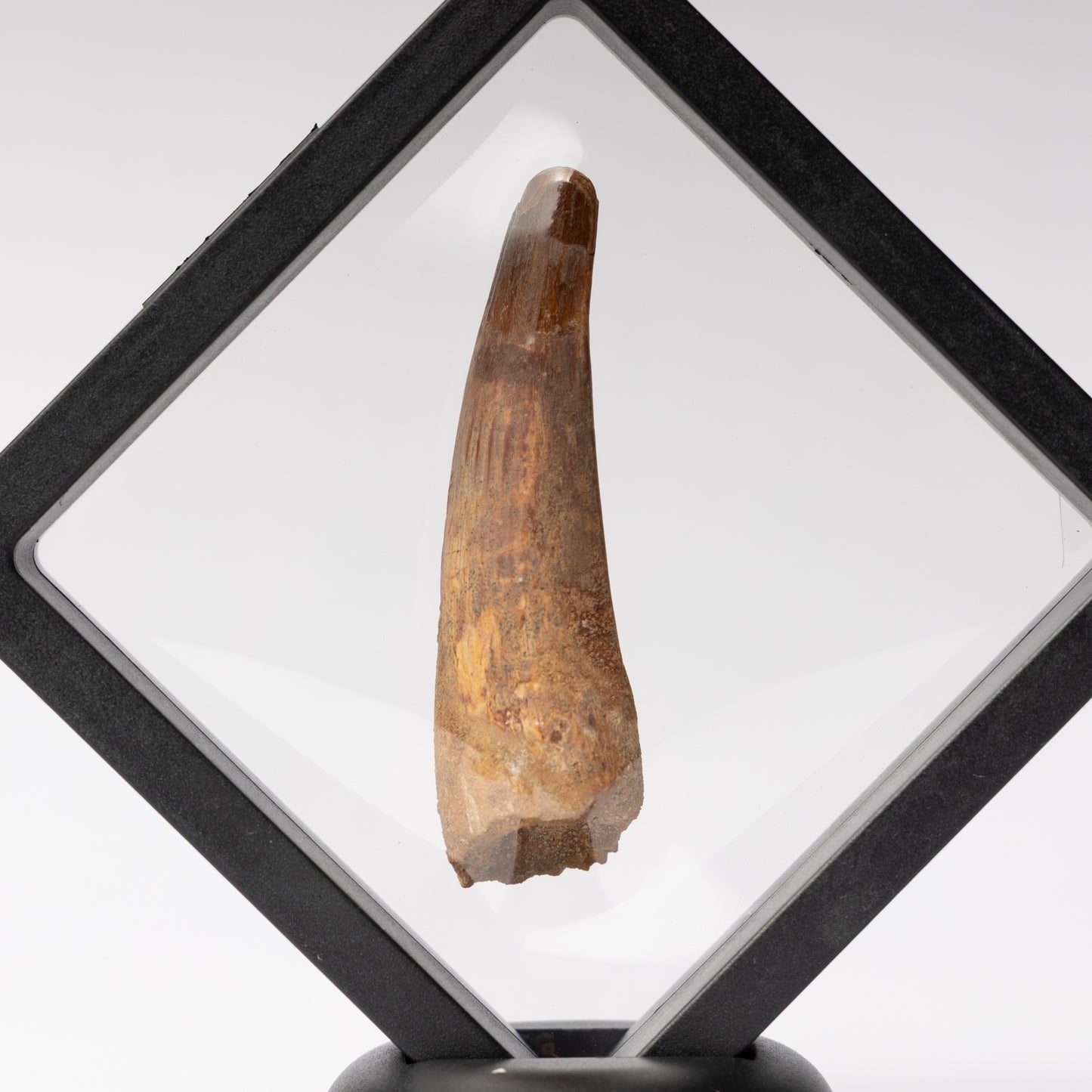 Spinosaurus sp. Tooth