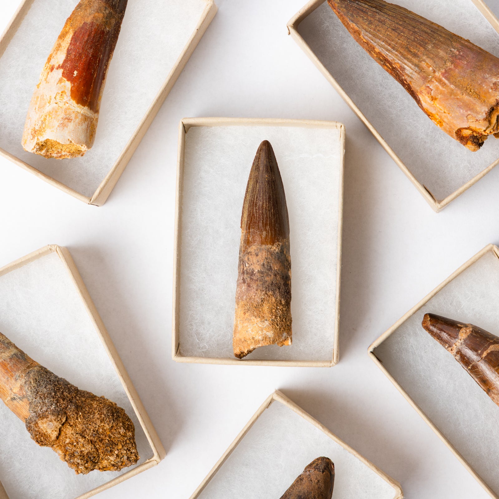 A selection of Spinosaurus teethl in their own display box.