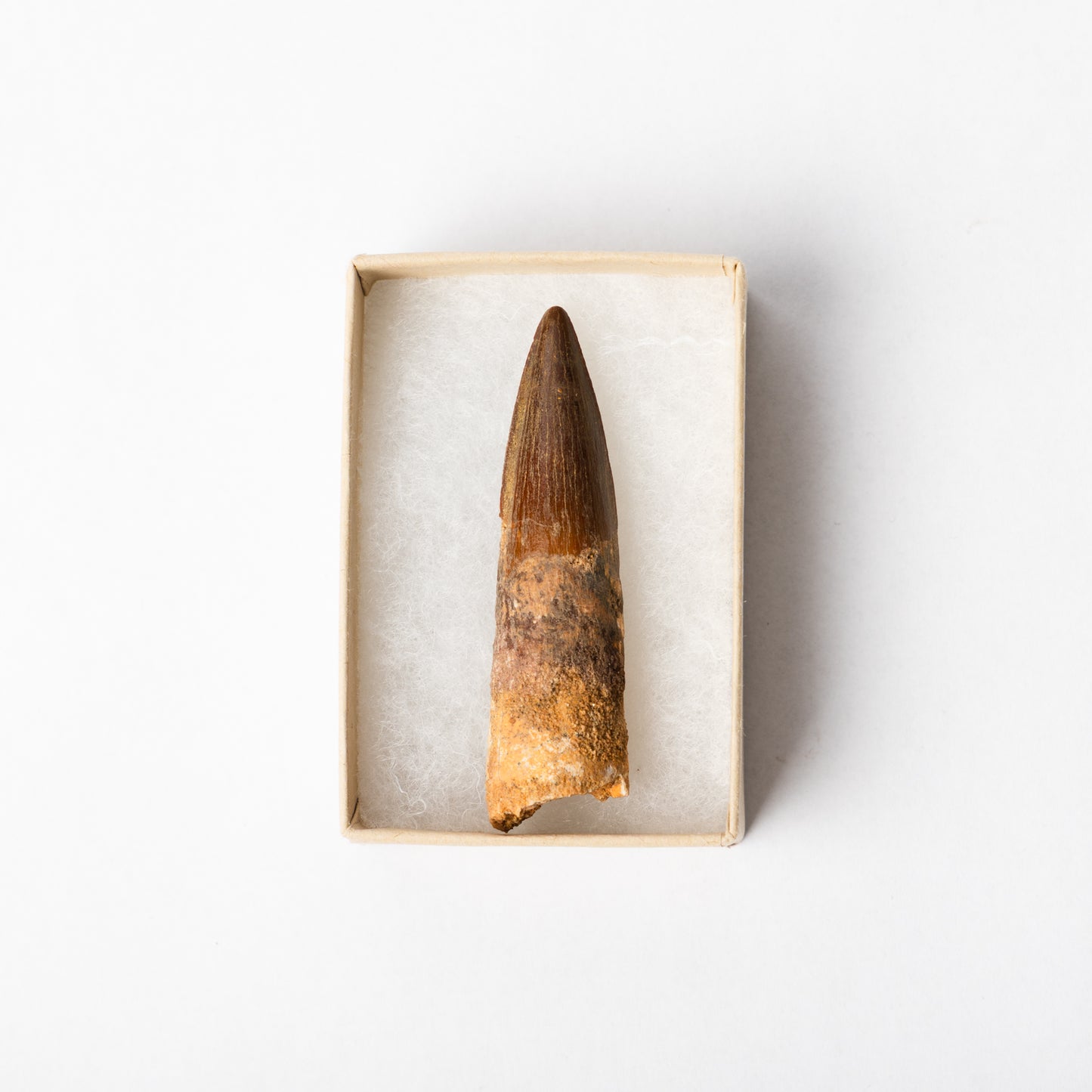 A Spinosaurus tooth in a display box.