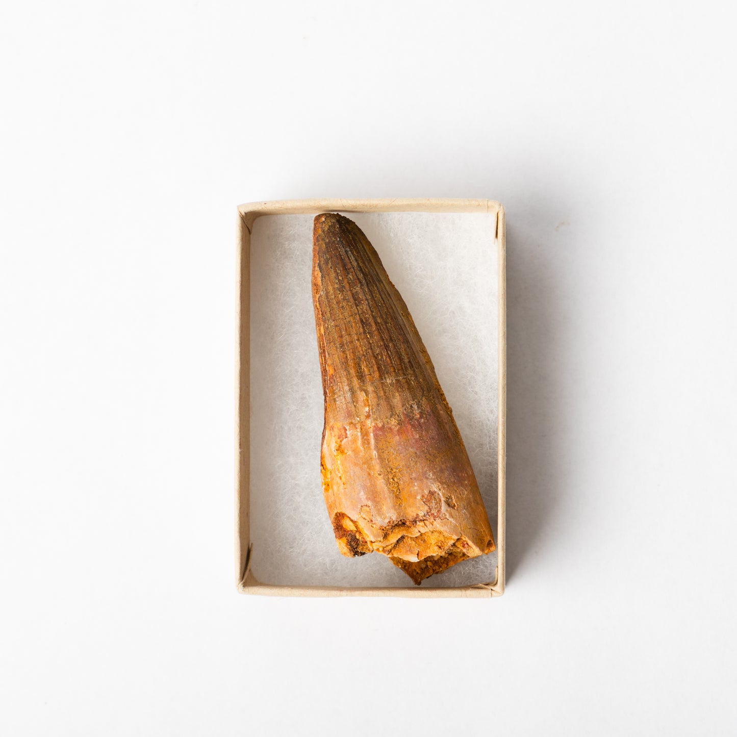 A Spinosaurus tooth in a display box.