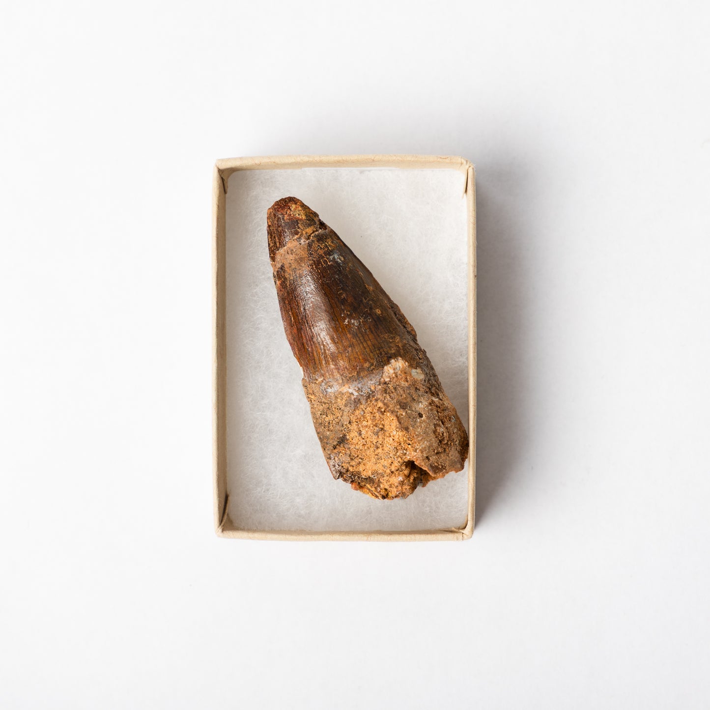 A Spinosaurus tooth in a display box.