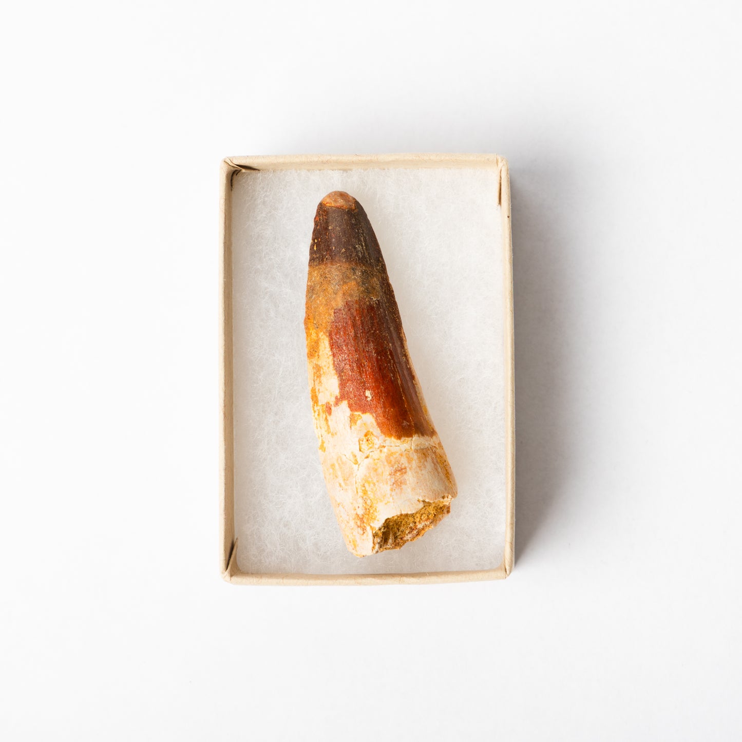 A Spinosaurus tooth in a display box.