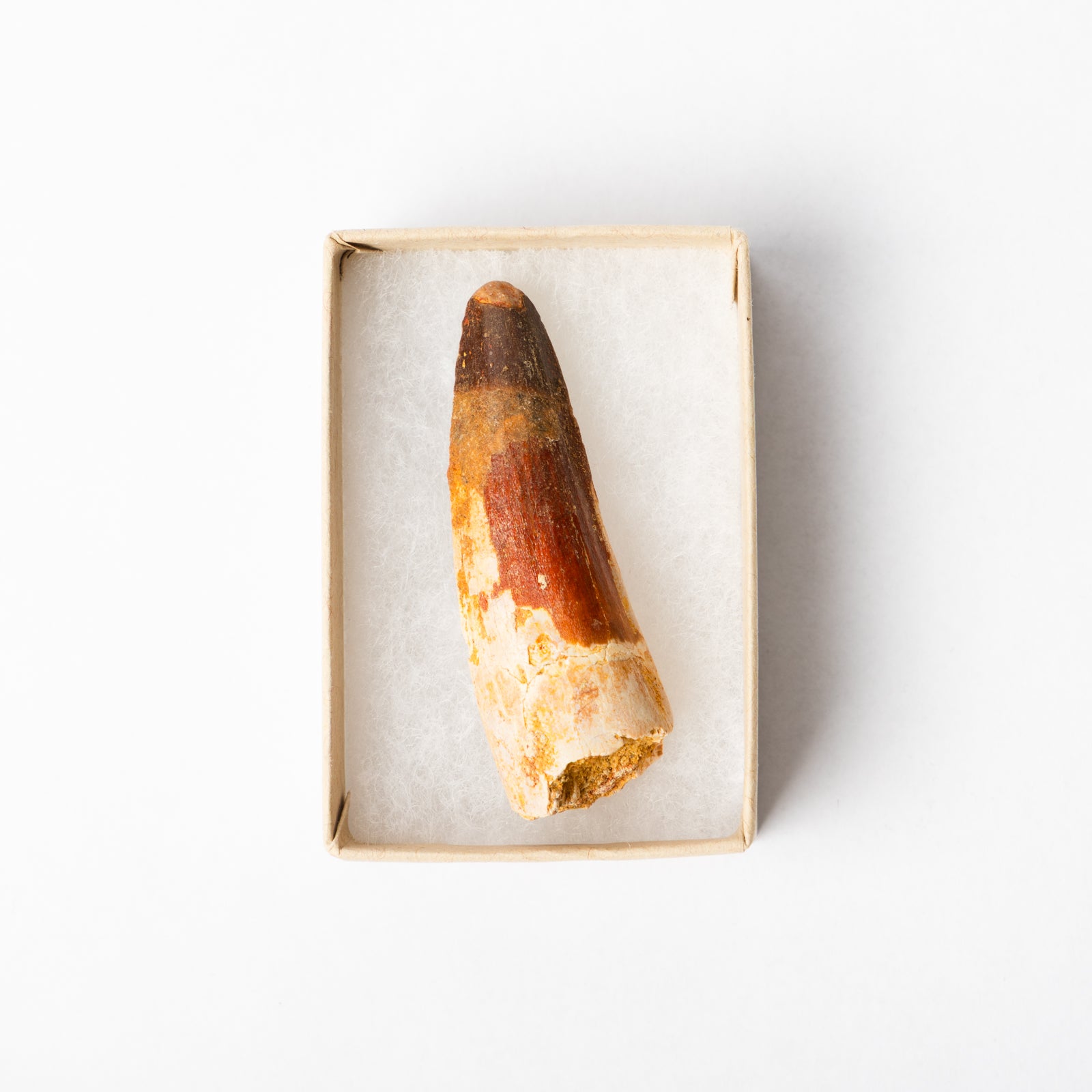 A Spinosaurus tooth in a display box.