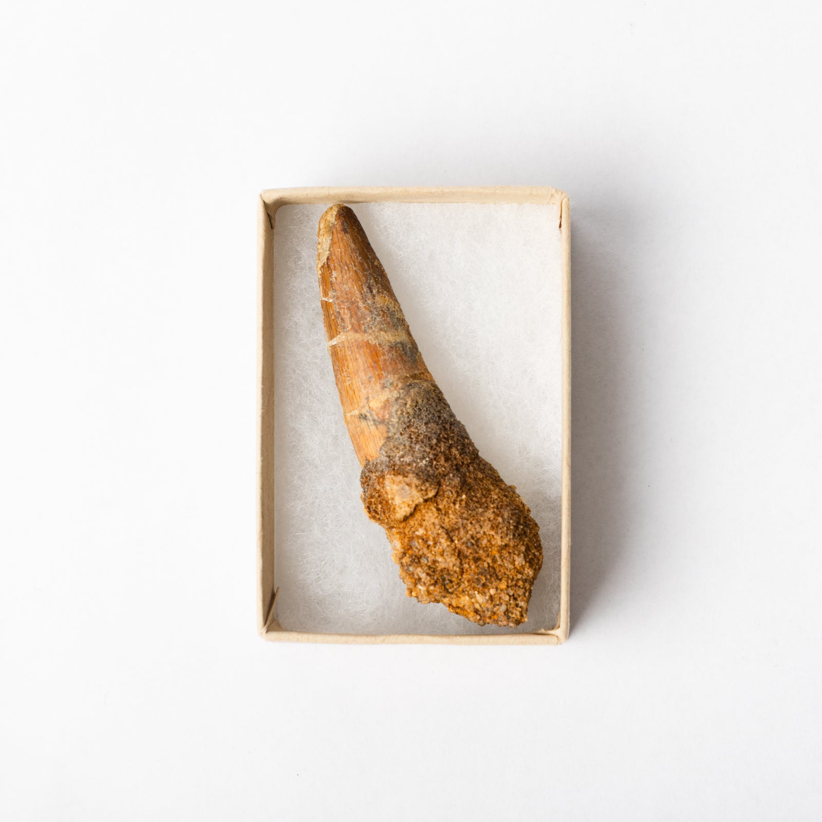 A Spinosaurus tooth in a display box.