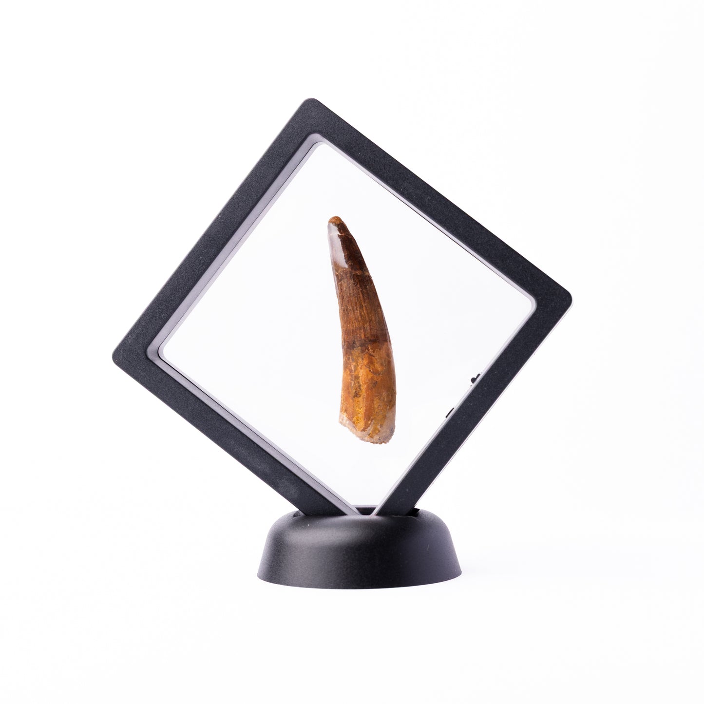 Spinosaurus sp. Tooth - Floating Frame