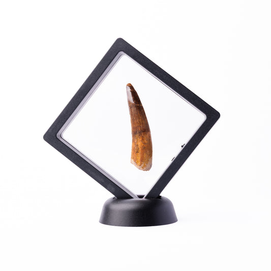 Spinosaurus sp. Tooth - Floating Frame
