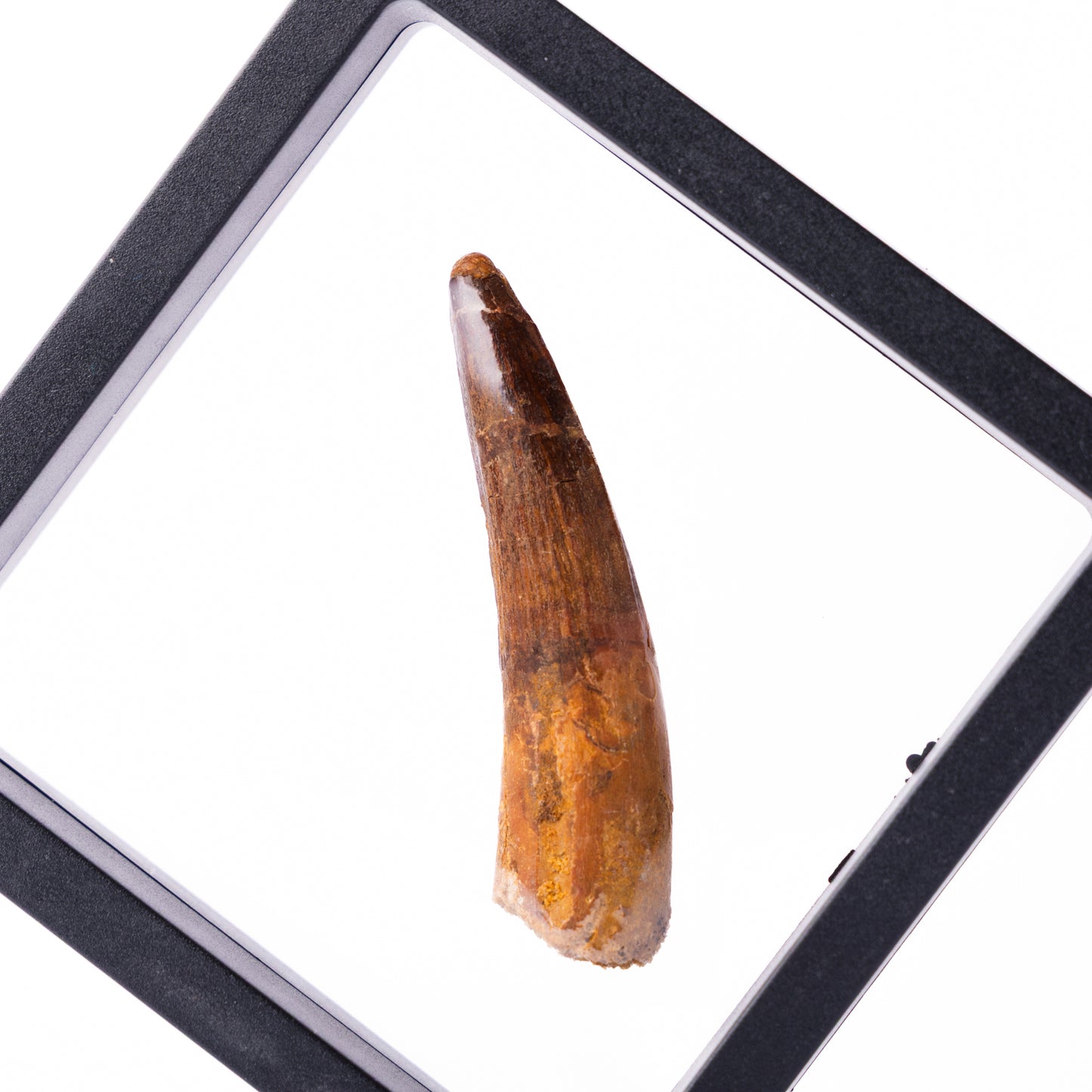 Spinosaurus sp. Tooth - Floating Frame