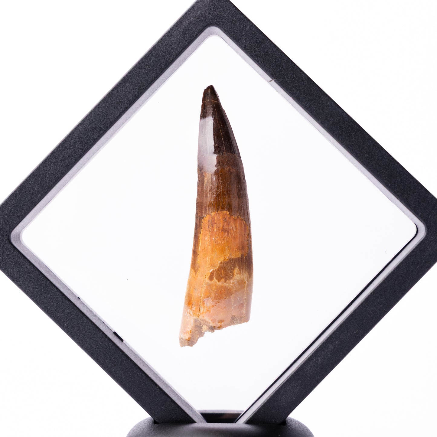 Spinosaurus sp. Tooth - Floating Frame