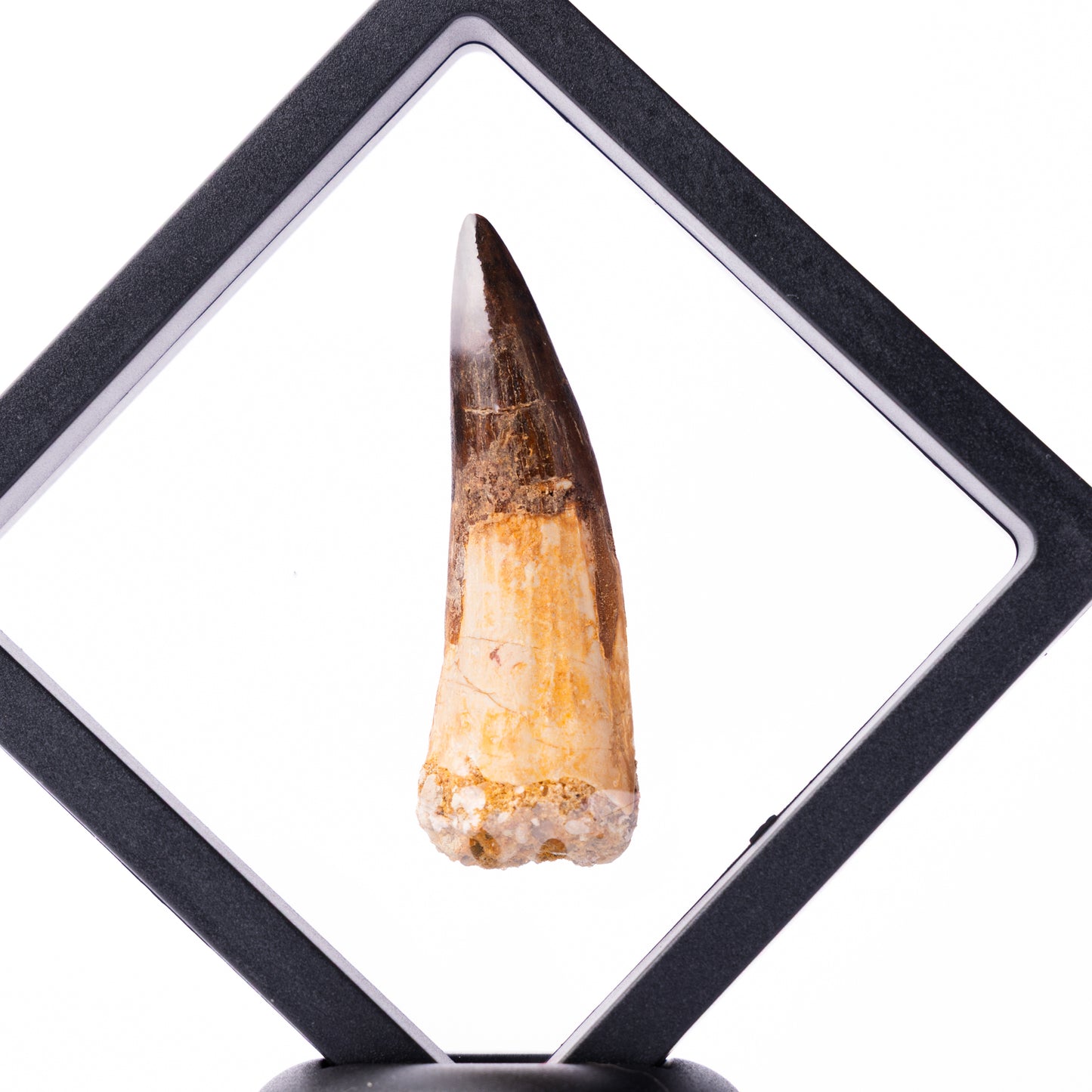 Spinosaurus sp. Tooth - Floating Frame