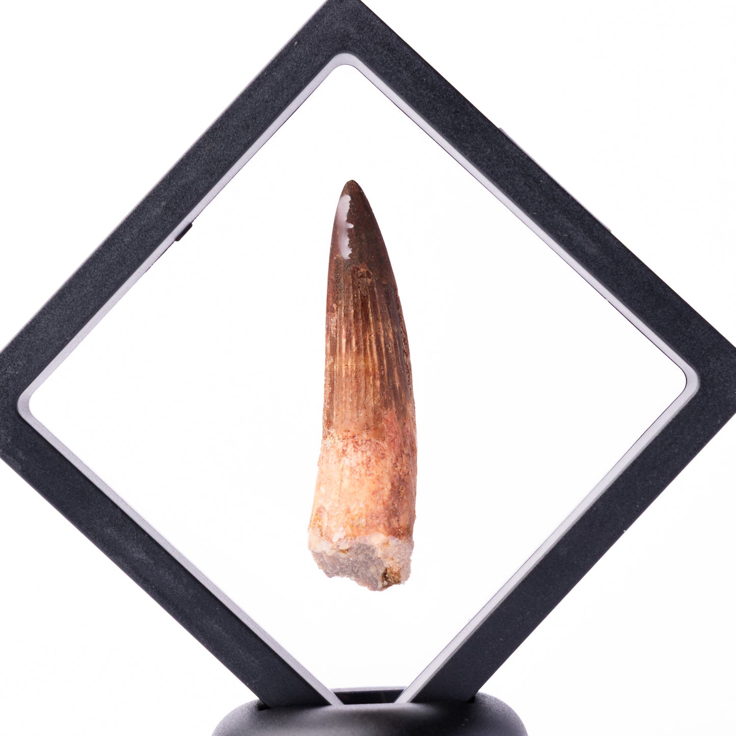 Spinosaurus sp. Tooth - Floating Frame