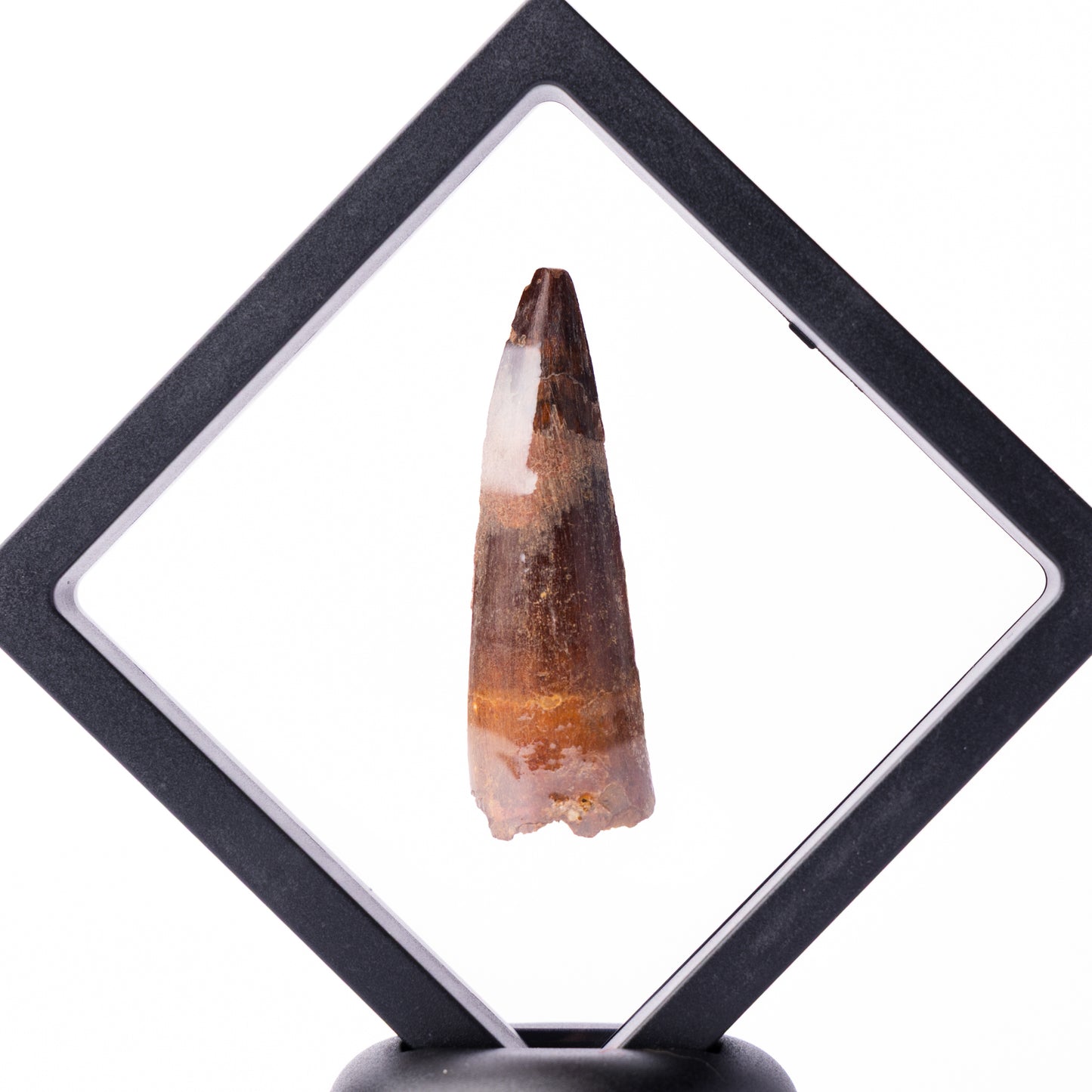 Spinosaurus sp. Tooth - Floating Frame