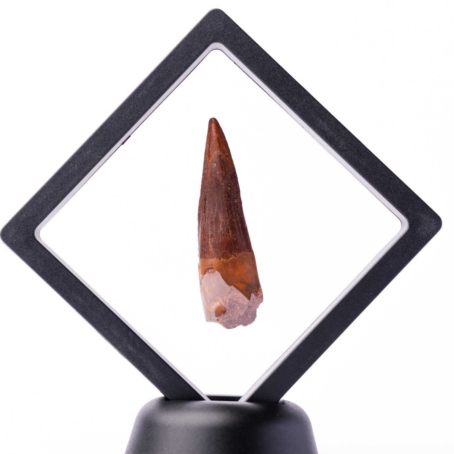 Spinosaurus sp. Tooth - Floating Frame
