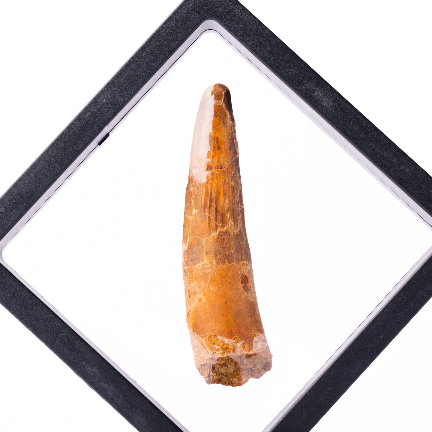 Spinosaurus sp. Tooth - Floating Frame