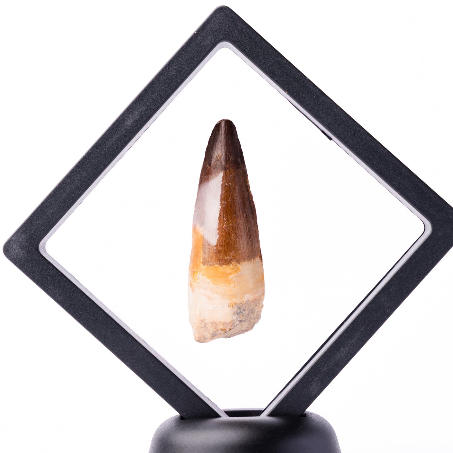 Spinosaurus sp. Tooth - Floating Frame