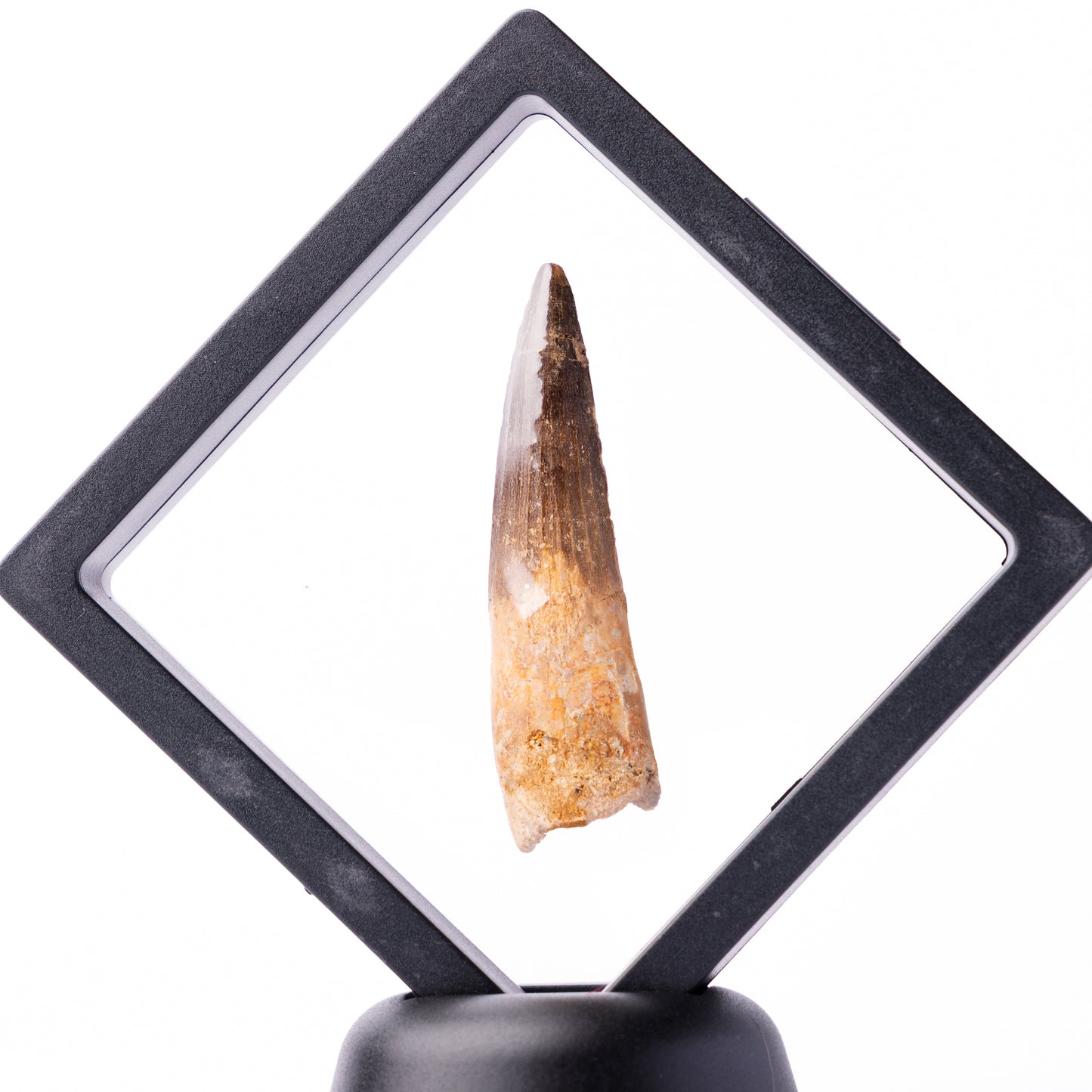 Spinosaurus sp. Tooth - Floating Frame